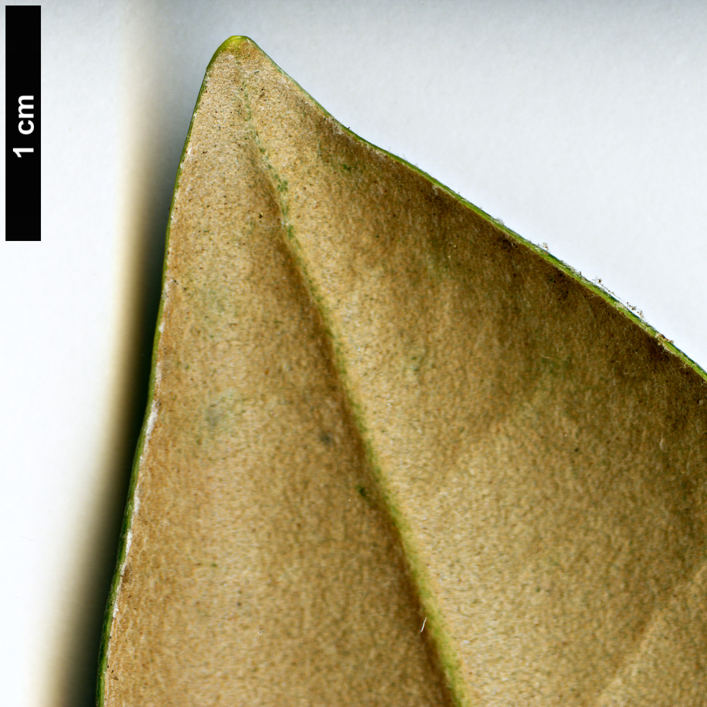 High resolution image: Family: Ericaceae - Genus: Rhododendron - Taxon: degronianum - SpeciesSub: subsp. heptamerum var. kyomaruense High resolution image: Family: Ericaceae - Genus: Rhododendron - Taxon: degronianum - SpeciesSub: subsp. heptamerum var. kyomaruense